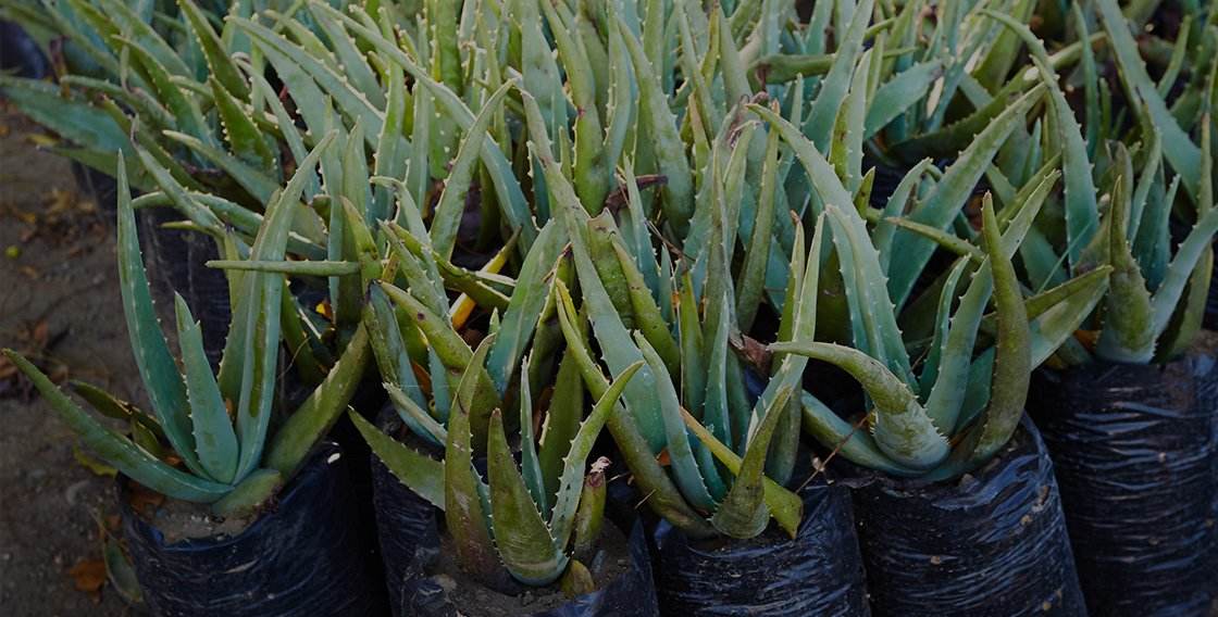 Load video: Why Aloe?